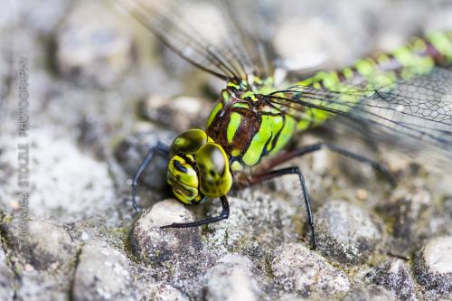 Libelle-IMG 8231