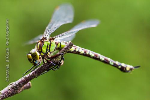 Libelle-IMG 8250